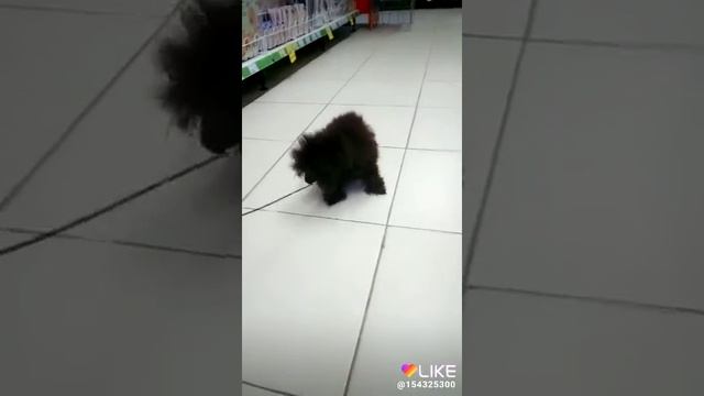 Коричневый тикап пудель. смотреть онлайн