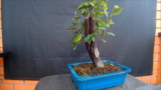 Айва обыкновенная Cydonia 2021 год лето смотреть онлайн