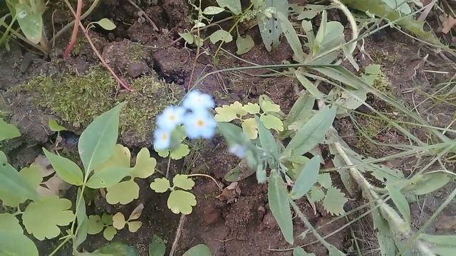 Незабудка! смотреть онлайн