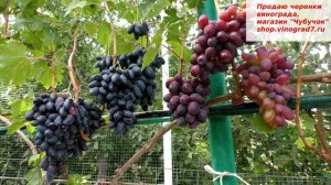 Кишмиш Эмма виноград с крупными ягодами, редко встречается в них косточка- вкус приятный.