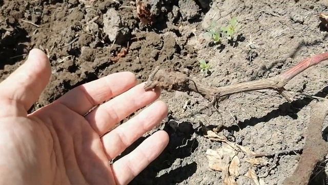 Причина усыхания побега винограда. Плохой рост лозы. Бактериальный рак винограда или что-то другое? смотреть онлайн