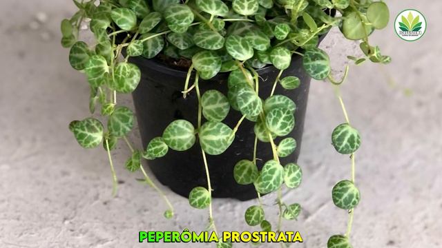 21 ESPÉCIES DE PEPERÔMIAS PARA IDENTIFICAÇÃO / CONFIRAM A LISTA DE ESPÉCIES смотреть онлайн