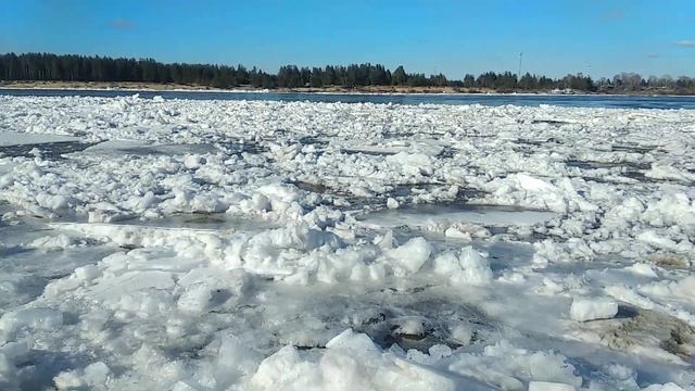 Укус бешеного волка оказался смертельным смотреть онлайн