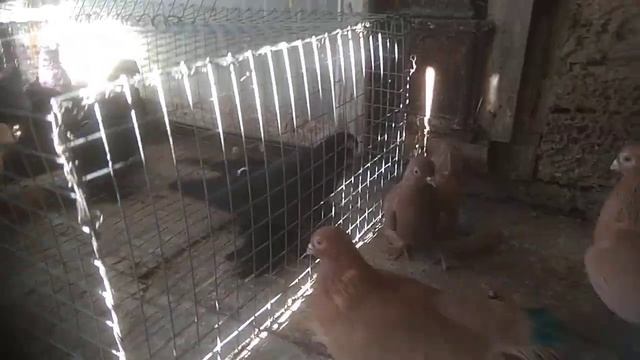 таджикские голуби джалиля. жуки и жёлтые. игровые. смотреть онлайн