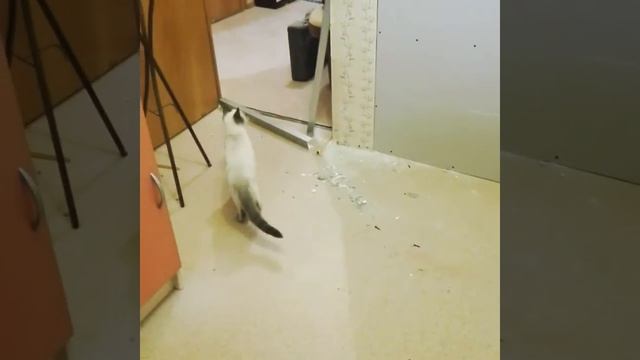 Кот бояка, у нас ремонт, а у кота стресс. после стресса смотреть онлайн