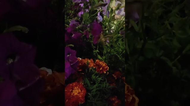бражник летает!:) смотреть онлайн