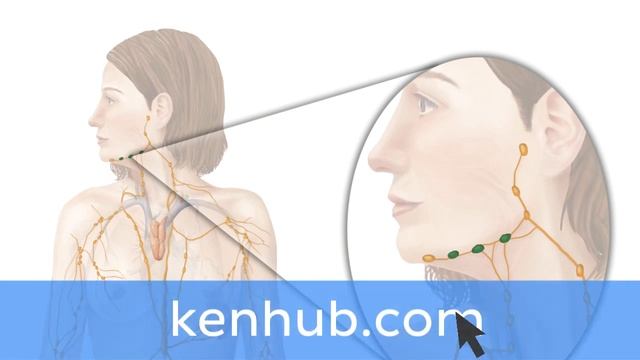 Submandibular lymph nodes | Anatomical Terms Pronunciation by Kenhub смотреть онлайн