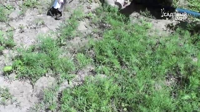 Посадка рассады с помощью посадочного конуса. Сайт 