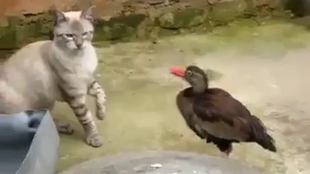 Кто во дворе главный смотреть онлайн