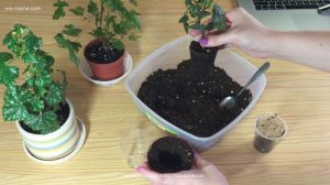 Мои комнатные растения:  каудексные бегонии