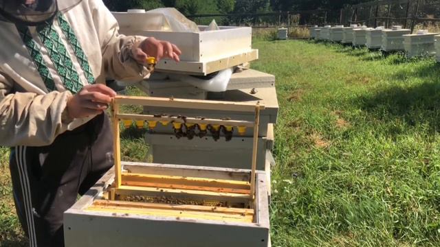 Какой приём личинок в конце лета смотреть онлайн