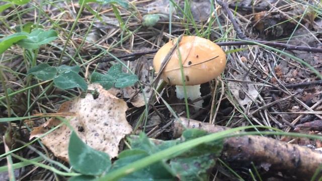 Ложный масленок это ядовитый и не съедобный опасный гриб, похож на масленок. смотреть онлайн