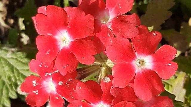 verbina hybrida, Garden verbena #flower #garden смотреть онлайн