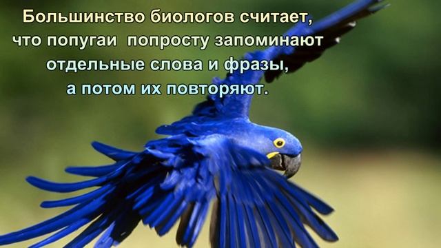 Почему попугаи разговаривают смотреть онлайн