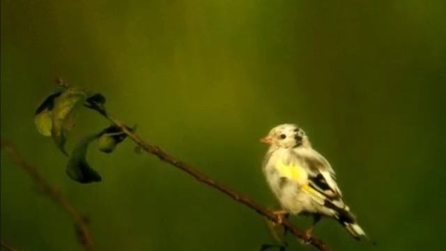 Boom Jinx & Oliver Smith - Sunrise. смотреть онлайн