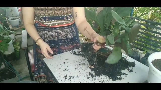 How to Propagate Alocasia Negra смотреть онлайн