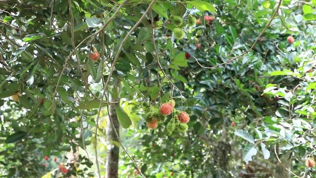 Yummy cooking Rumbutan Fruit dessert recipe - Cooking skill смотреть онлайн