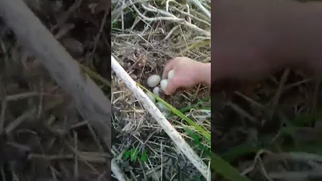 Дикая утка сделала гнездо по соседству с домом. смотреть онлайн