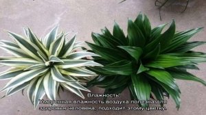 Драцена Душистая — посадка и уход дома