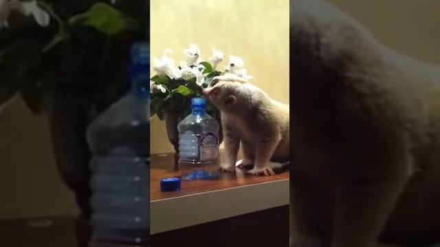 Лемур Лори хочет пить смотреть онлайн