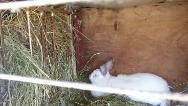 Кролики с похмелуги. Как они живут смотреть онлайн