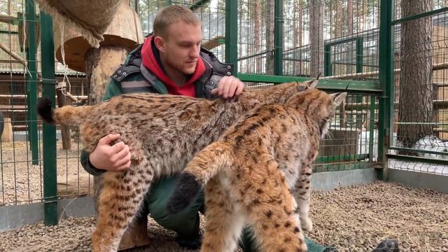 КОРМЛЮ С РУК МЕДВЕДЯ, ПУМУ, РЫСЬ, ЛИСУ смотреть онлайн