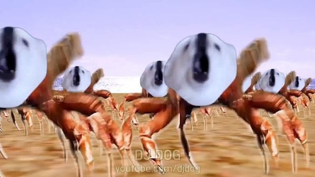 꽃개춤 (꽃게춤) 강아지 리믹스 Crab Rave - Dog Remix смотреть онлайн