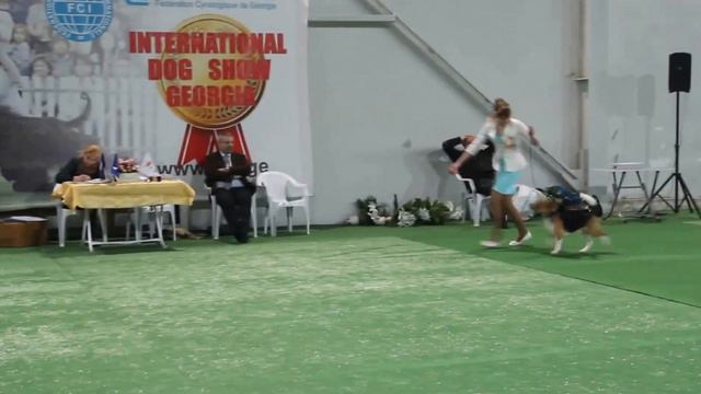 28-29 марта Тбилиси выставка собак бигль смотреть онлайн