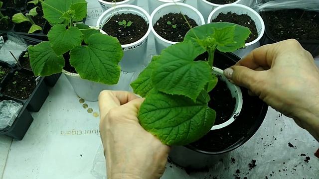 Пересадка ( перевалка) рассады огурца в большую емкость #рассада #огурцынаокне