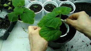 Пересадка ( перевалка) рассады огурца в большую емкость #рассада #огурцынаокне