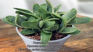 Гастерия — уход в домашних условиях