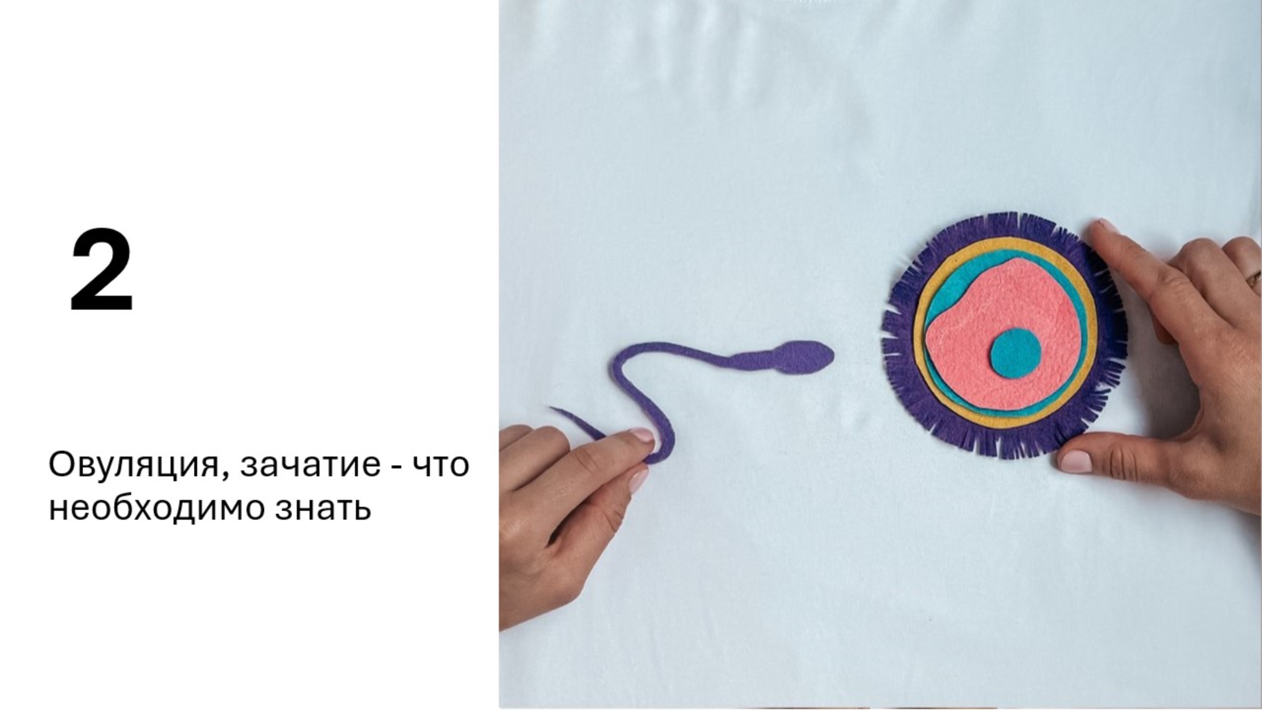 Овуляция, зачатие - что необходимо знать.