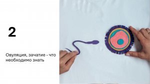 Овуляция, зачатие - что необходимо знать.