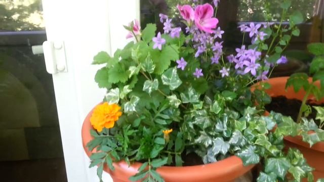 Цветочная композиция в горшке на балконе от начинающего цветовода