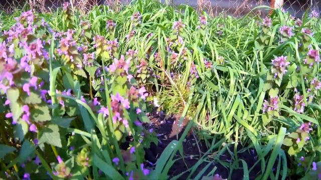 Обзор хвойного сада Только высадил саженцы Апрель 2020 смотреть онлайн