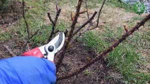 Обрезка парковых роз. Робуста. Хансаланд.