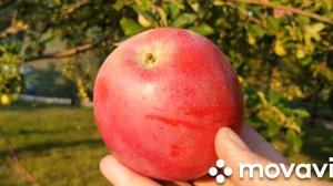 Сорт яблони Строевское