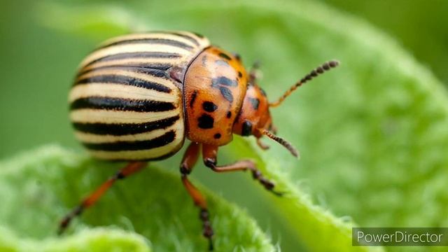 Колорадский жук на даче смотреть онлайн