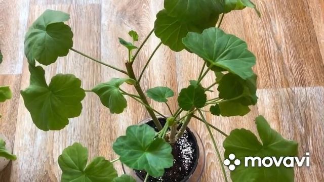 Цветочные новинки?/Меры борьбы с увяданием пеларгоний?/Что стало с моими саженцами? смотреть онлайн