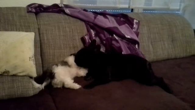 Французкий бульдог и Ши Тцу играют