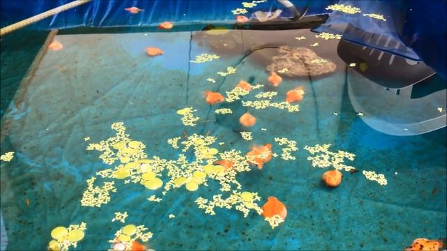 Ping Pong Pearlscale Fancy Goldfish Pond Time Lapse смотреть онлайн