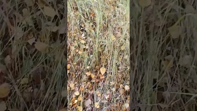 Удачный поход за грибами смотреть онлайн