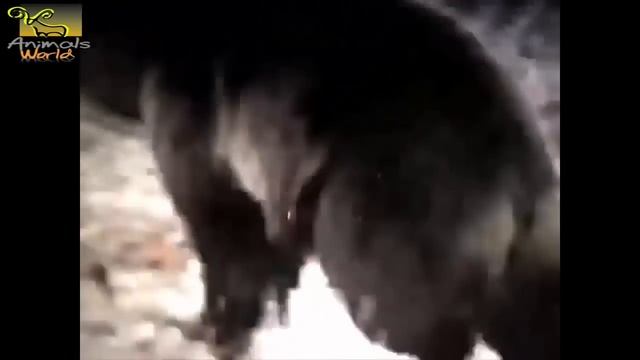 Most Amazing Wild Animals Attacks #39 Porcupine Kills Python and Leopard - Animal World смотреть онлайн