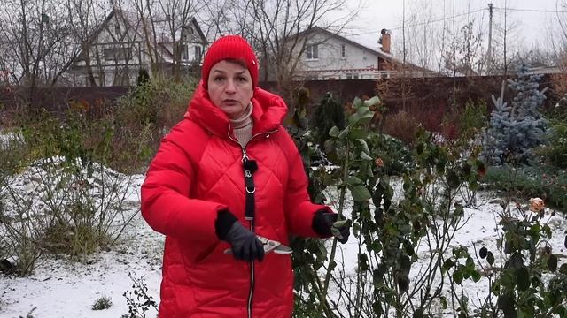 Уже снег, а розы не укрыты - что делать? смотреть онлайн