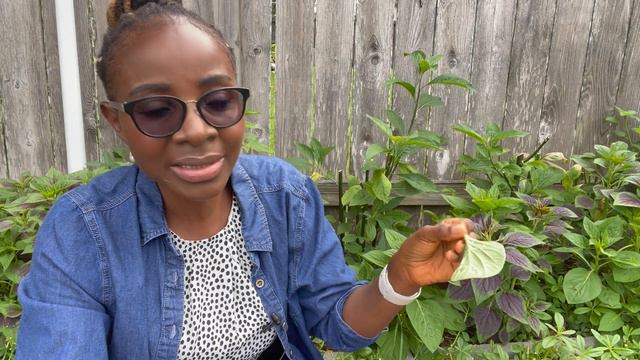 How to Grow Lagos Spinach (Celosia argentea): Growing & Harvesting Tips смотреть онлайн