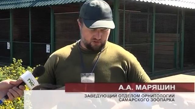 В самарском зоопарке впервые родился черный лебедь смотреть онлайн