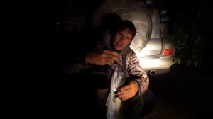 Ночная ловля судака на воблеры.  Рыбалка на Оби в сентябре.