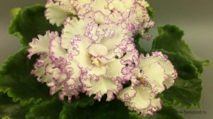 Фиалка АВ-Кринолин из коллекции Фиалковода