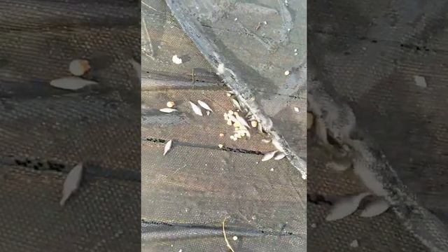 Ловля рыбы на малявочницу смотреть онлайн