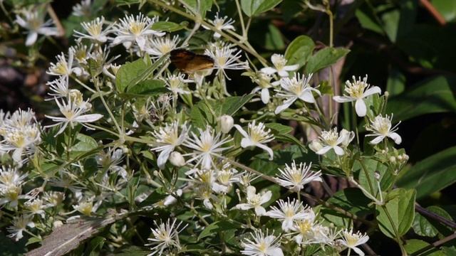 Butterfly, Panasonic Lumix DMC-G5 смотреть онлайн